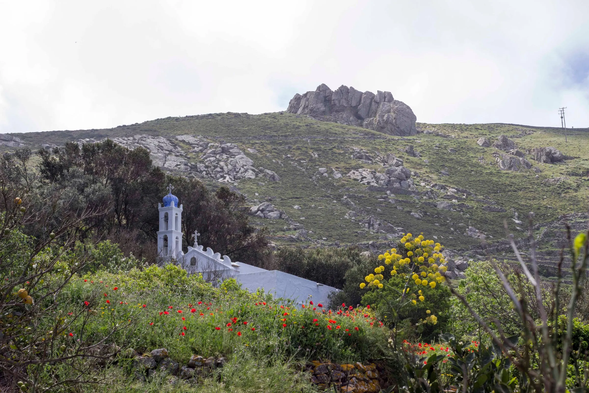 Άνοιξη με σπάρτα και παπαρούνες