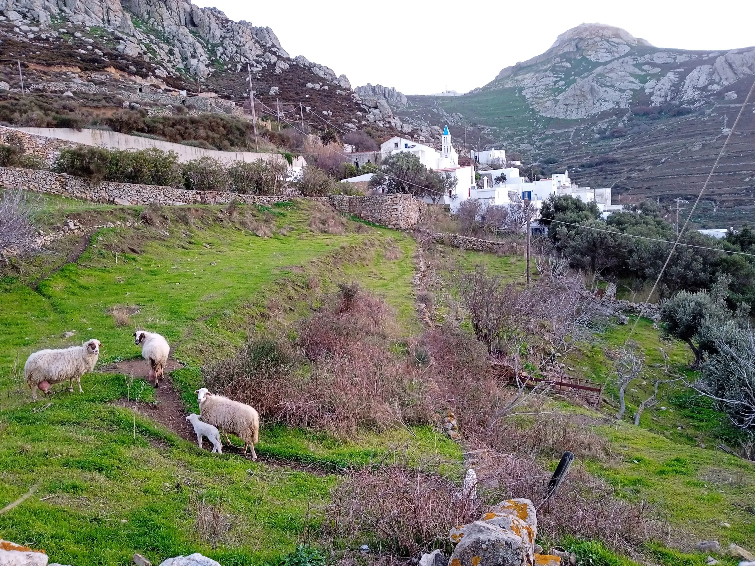 Πρόβατα στις πεζούλες